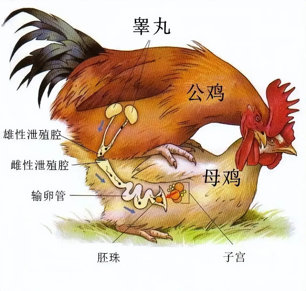 母鸡不用交配就能下蛋 公鸡存在的意义到底是什么