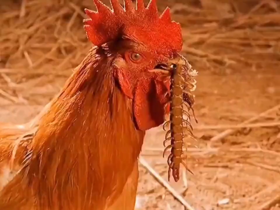 为什么农村公鸡吃了蜈蚣后会变得特别凶猛？