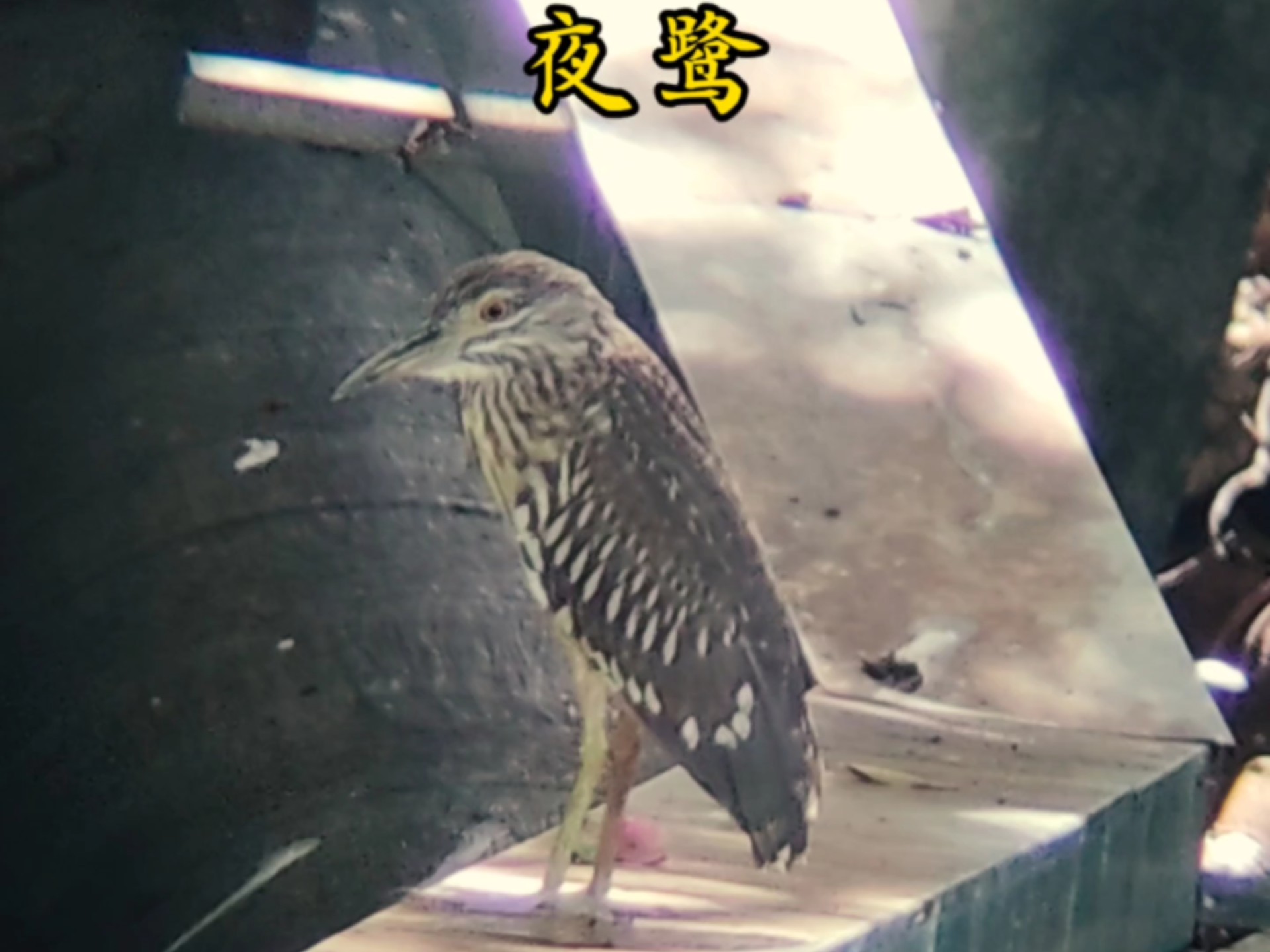 为什么鸟类睡觉时会单脚站立？小鸟为什么睡觉不掉下来？