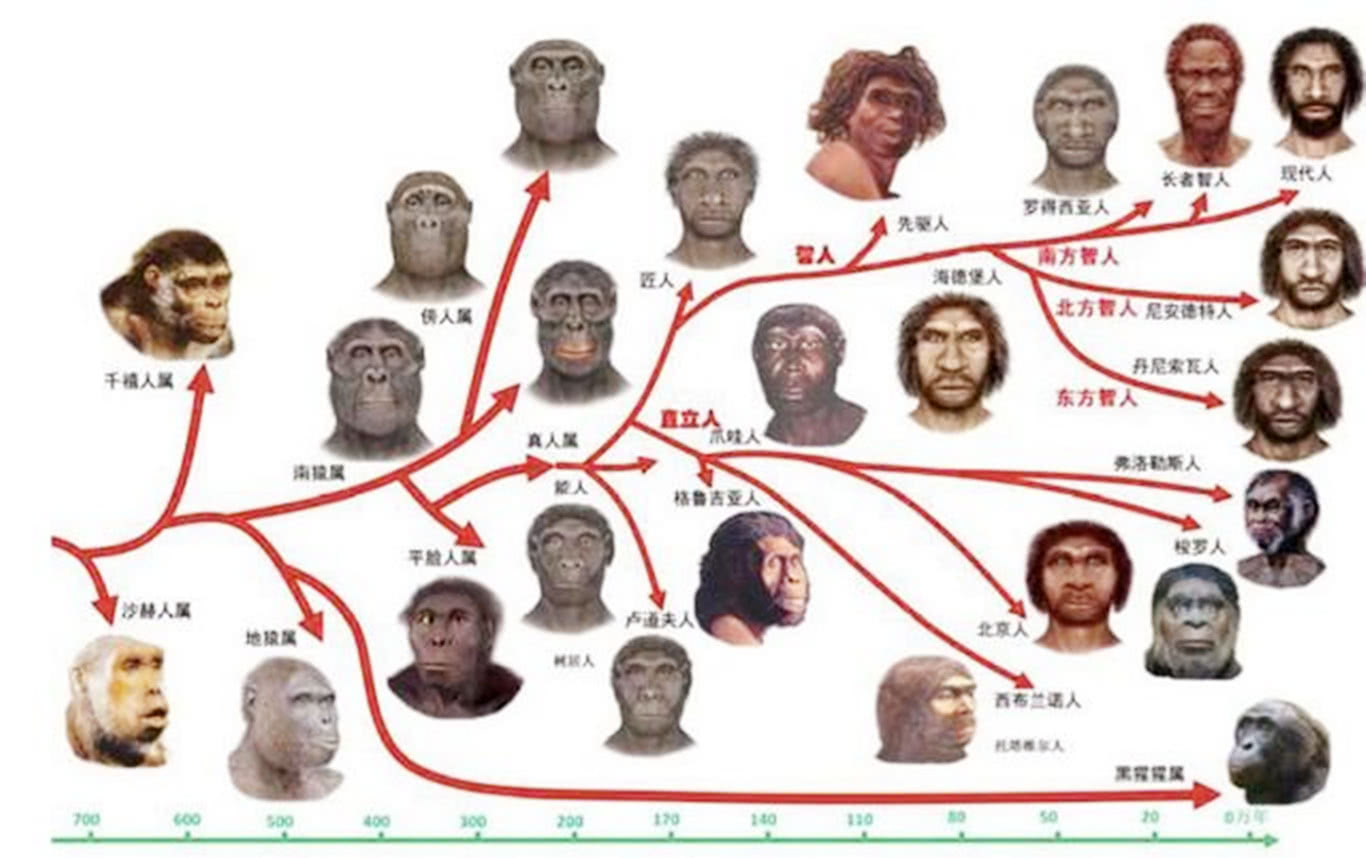 数十万年前智人那么多兄弟姐妹现在都不在了？...