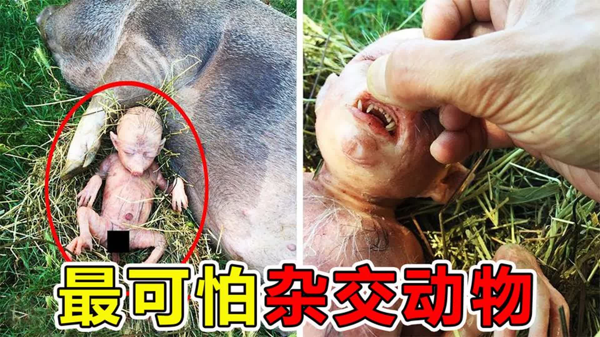 完全意外！两个濒危物种的不小心结合，竟造就了“奇异...