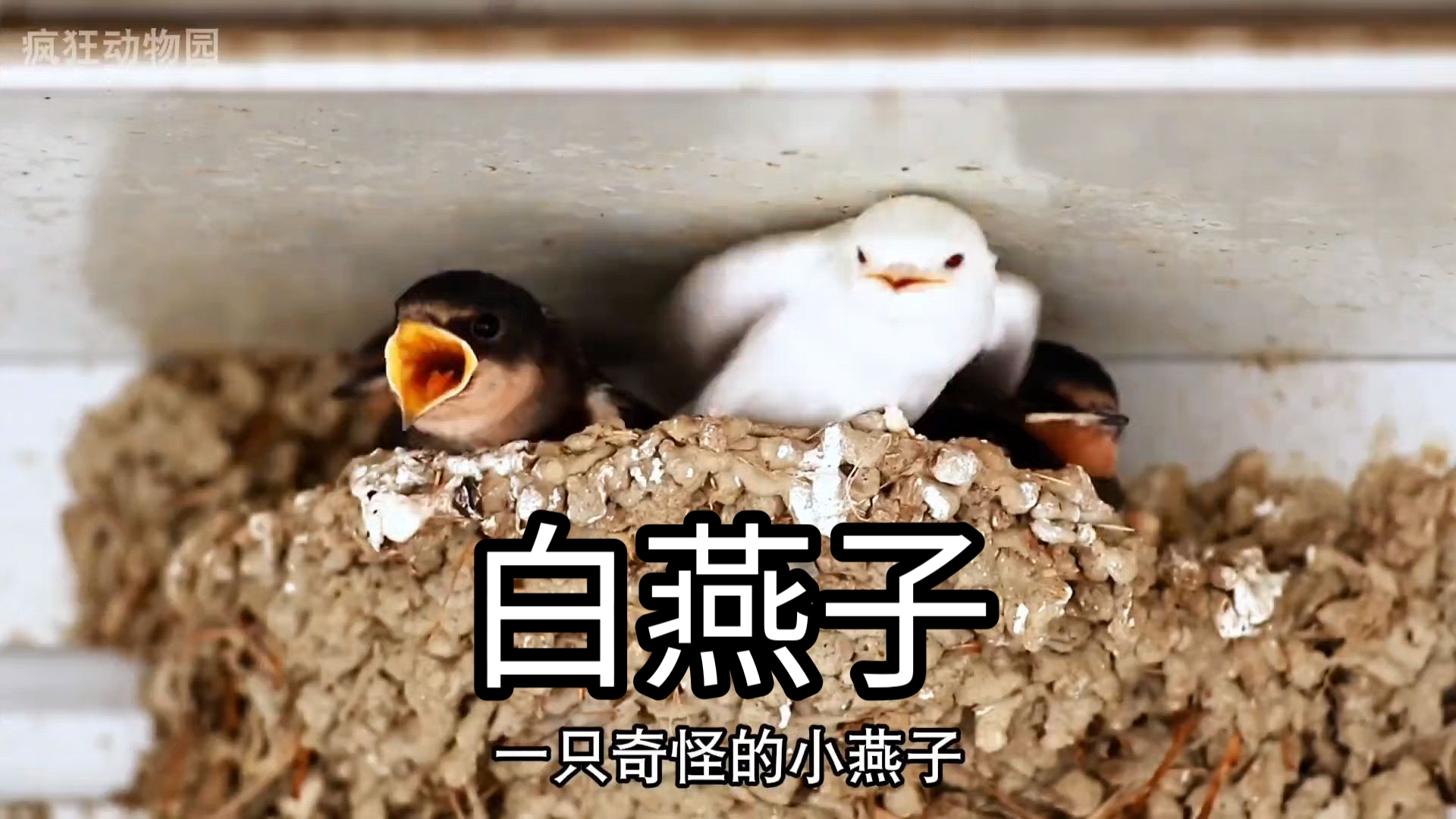 绝佳的繁殖策略，把“软饭”吃到极致，最后变成配偶的...