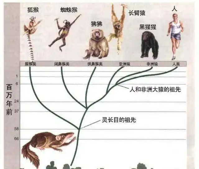 为什么所有动物的长相大多都是两边对称的呢？