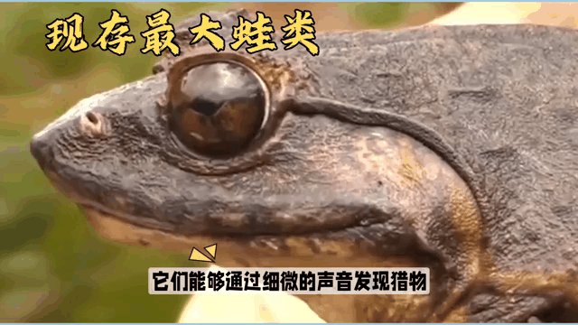 非洲巨蛙到底有多巨大？它们是怎么长大的？