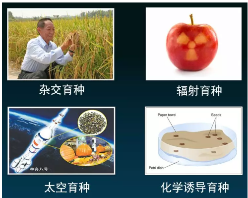 种子在太空会发生基因突变，人类却没事，难道我们适应...