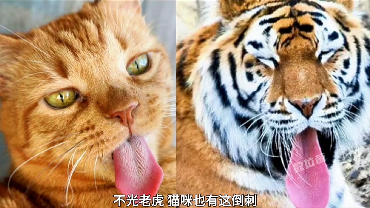 老虎舌头舔人掉皮真相 老虎舔人到底多危险