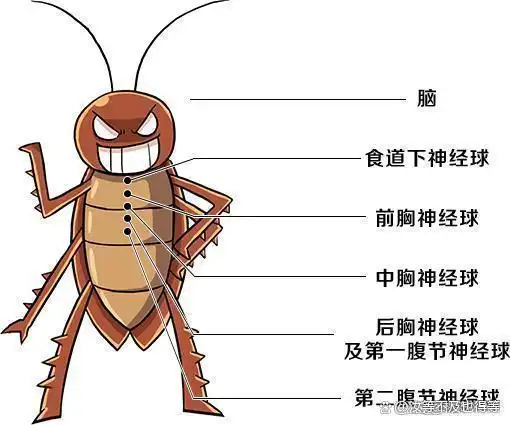 为什么我们这么害怕那些小小的虫子？真相到底是什么？