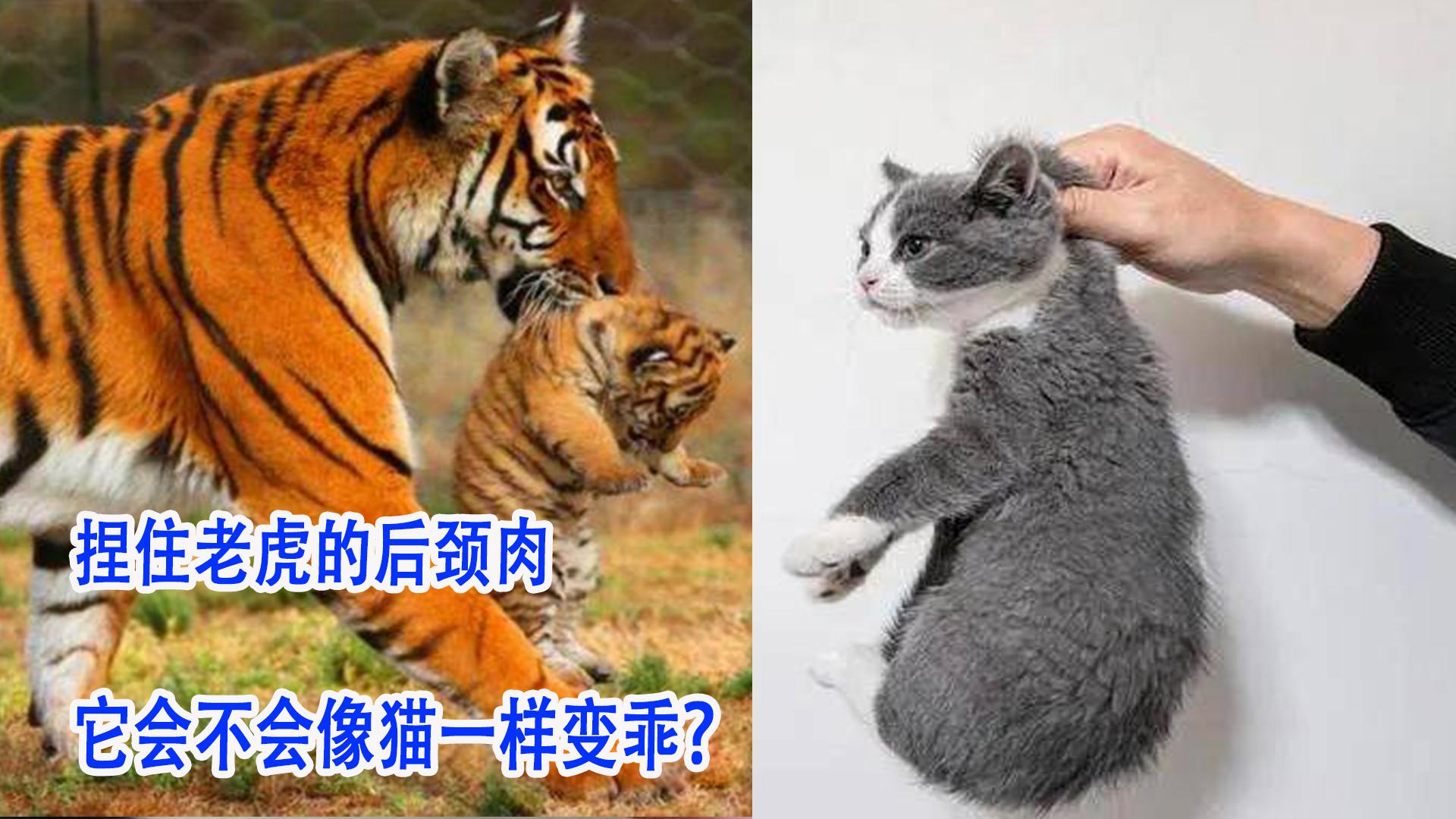 老虎后颈肉弱点真相 老虎会不会吃家猫