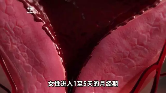 女人发情时到底有哪些明显特征？你知道易感期和发情的区别吗？