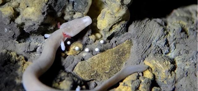 长相似龙神秘生物，7年不吃不动，12.5年交配，怎...