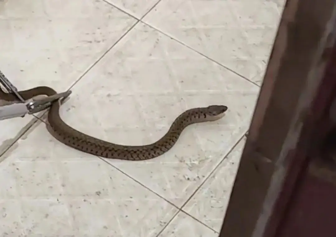 遇到大型蛇类该怎么办？可以跑掉吗？...