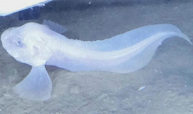 深海生物遇空气融化 科学家发现科学怪鱼