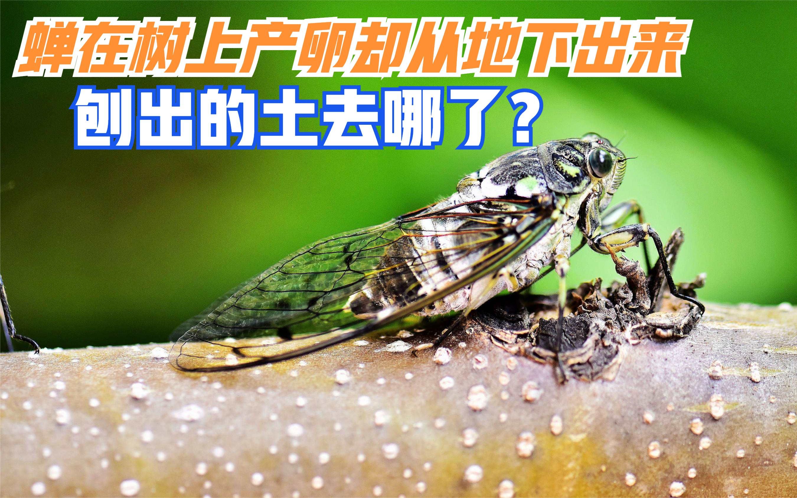 知了猴为何土里钻出来 金蝉脱壳时间怎么把握