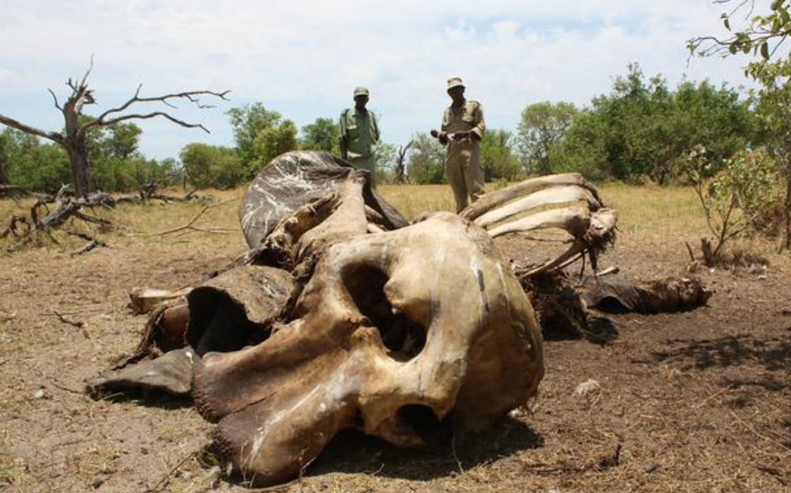 为何有些大象死亡后会站立？传说中的象冢存在吗？...