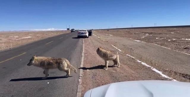 野外被狼群包围，武器是携带无数子弹的冲锋枪，可以逃...