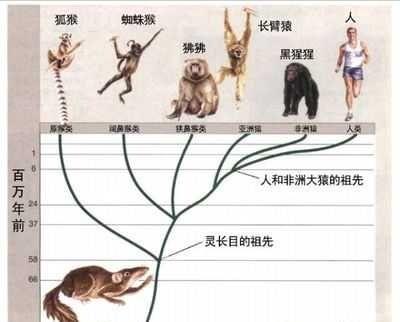 首个不呼吸的生物被发现，固有观念打破，可以借此寻找...