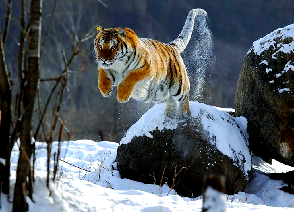 你认为猫科动物的天敌是什么？...