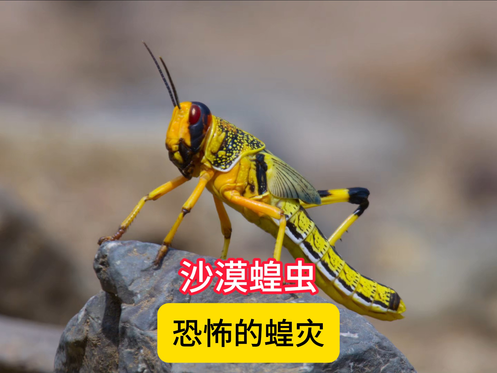 蝗虫最怕什么 三大天敌揭秘