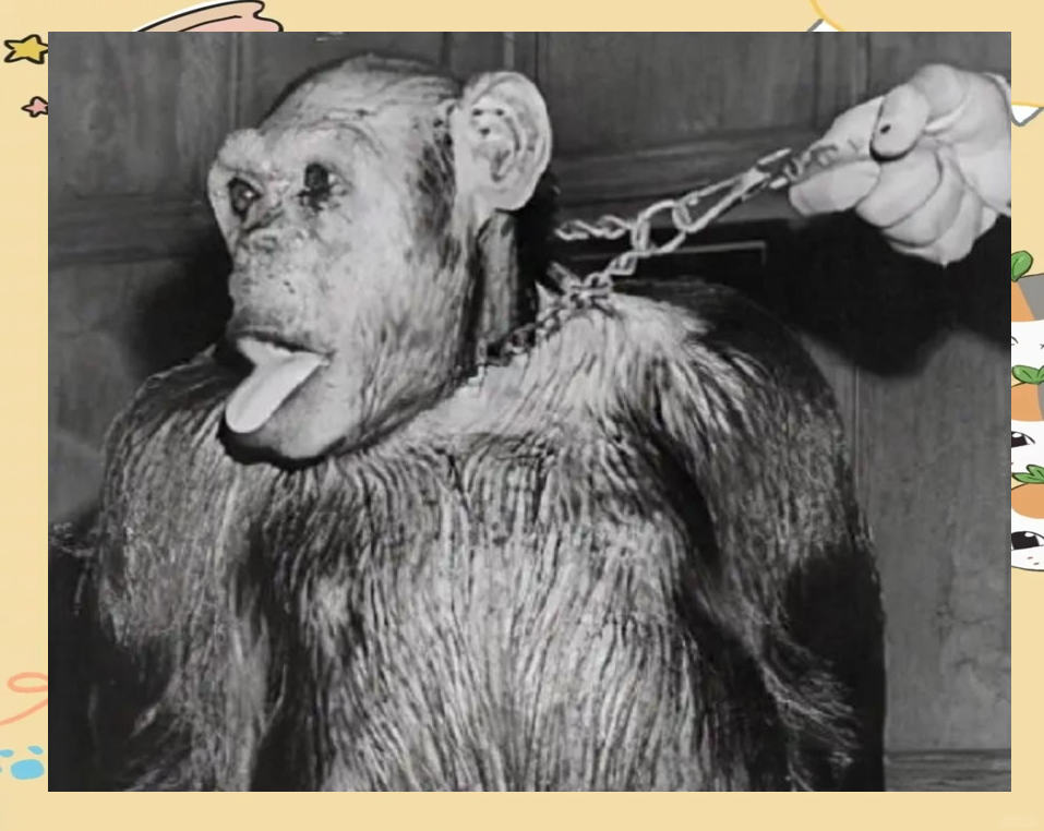 美国心理学家曾把猩猩当人类来抚养，结果如何？会进化...