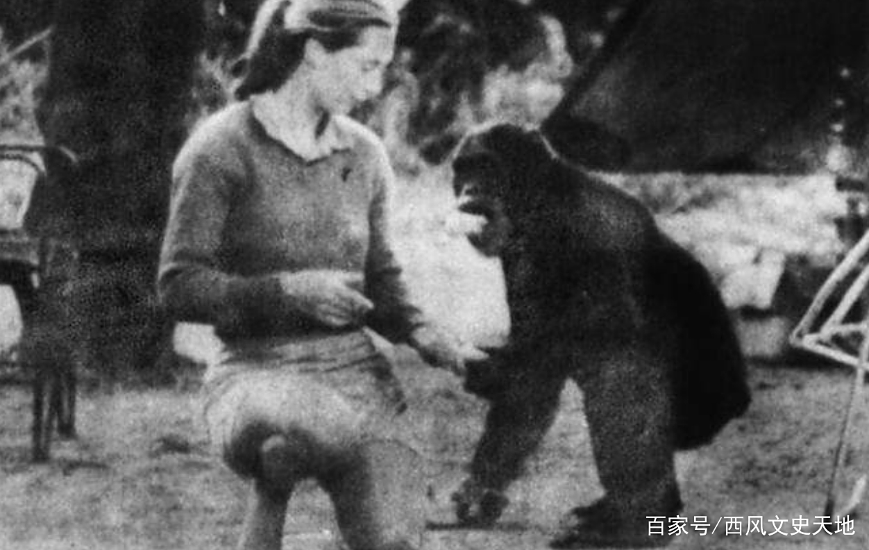 黑猩猩和人类小孩一起长大 猩猩认为自己也是人的结局
