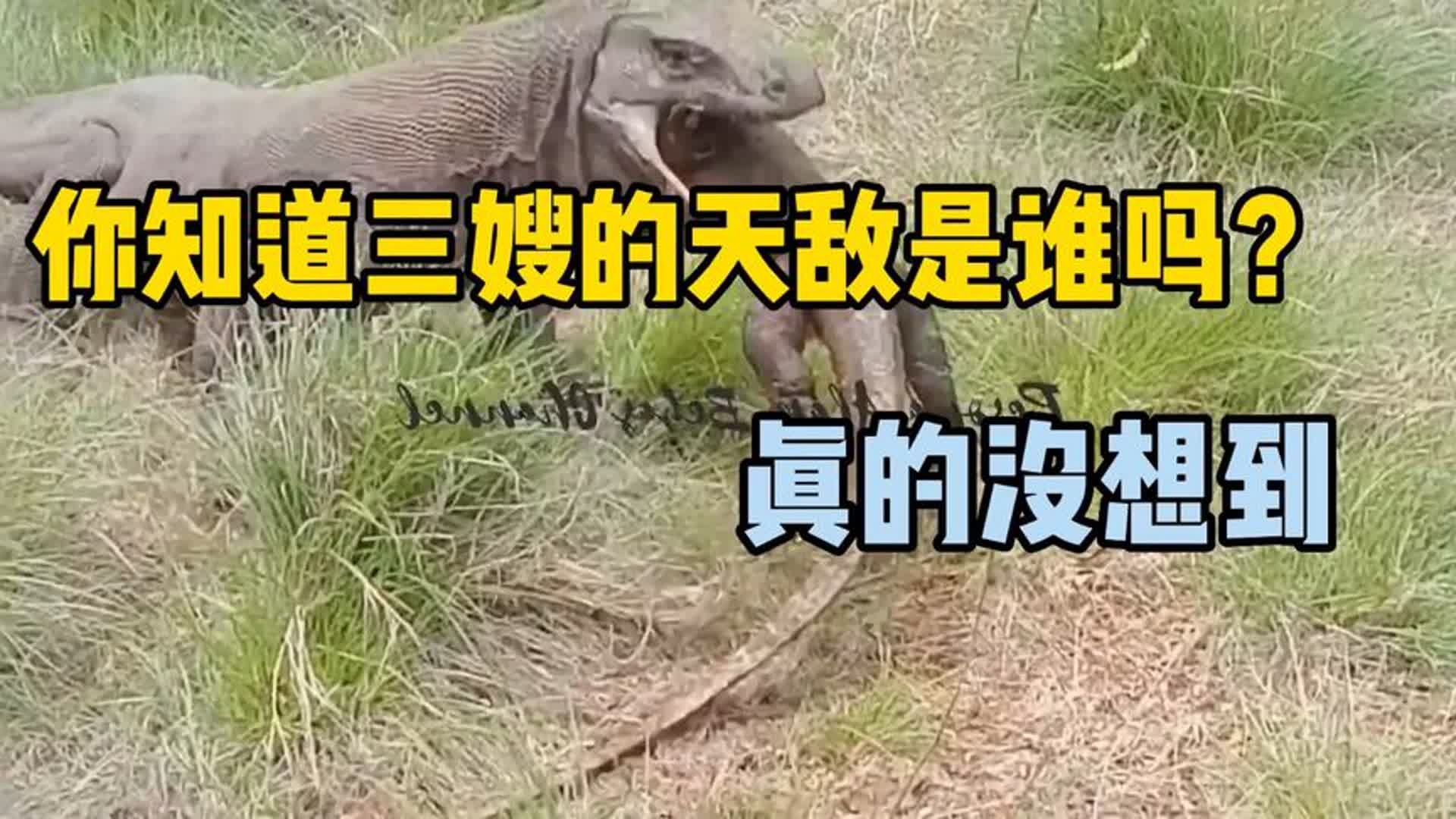 科莫多巨蜥真的有天敌吗？你知道它们是如何生活的吗？