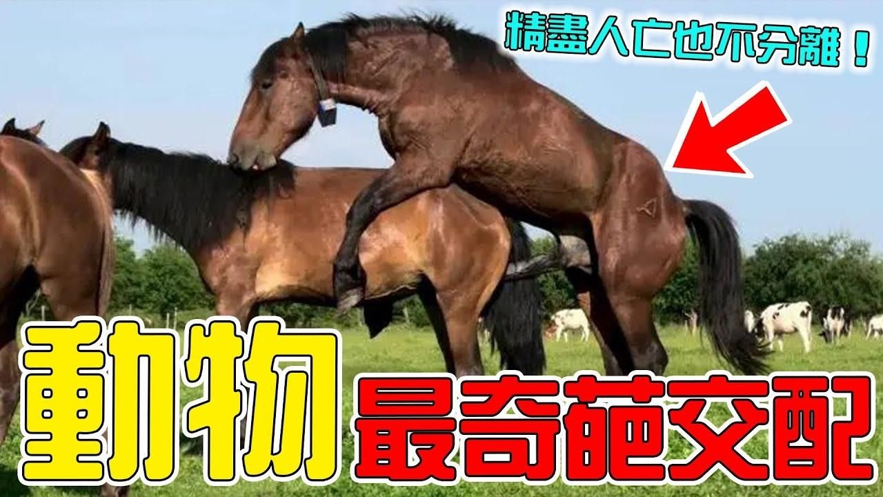 动物为什么会进行回交？这到底有没有伦理问题？