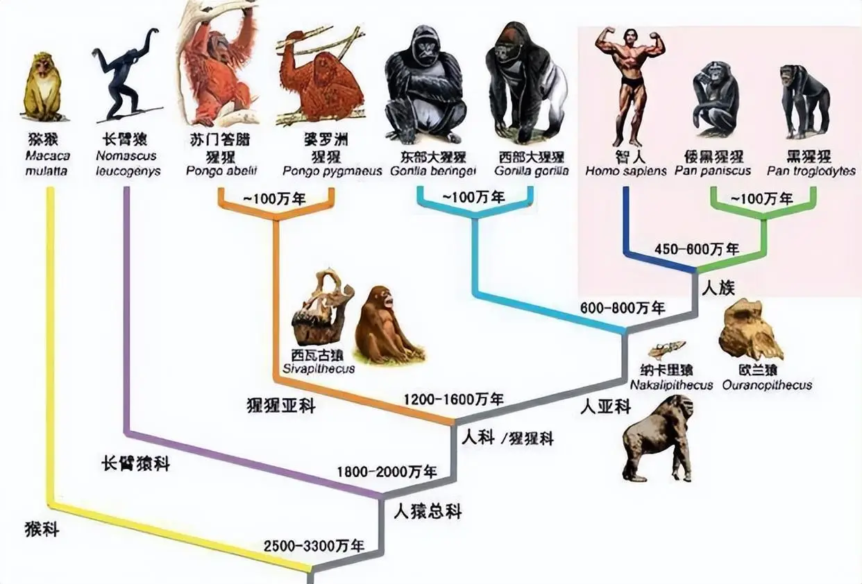 人类是怎么来的？你知道人类进化的真相吗？