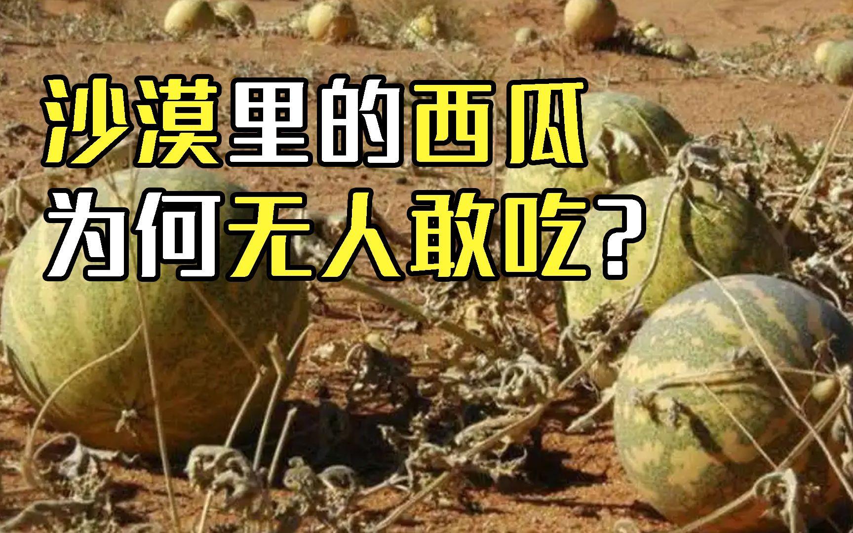 沙漠里到处是西瓜，再渴也没人敢吃，这是为什么？...