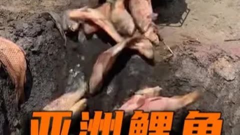 为什么美国亚洲鲤鱼泛滥成灾却没人吃？中国鲤鱼为何活不到成年？
