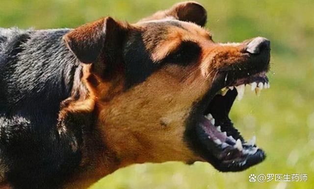 狂犬疫苗什么时候进入中国 疫苗造假事件如何曝光