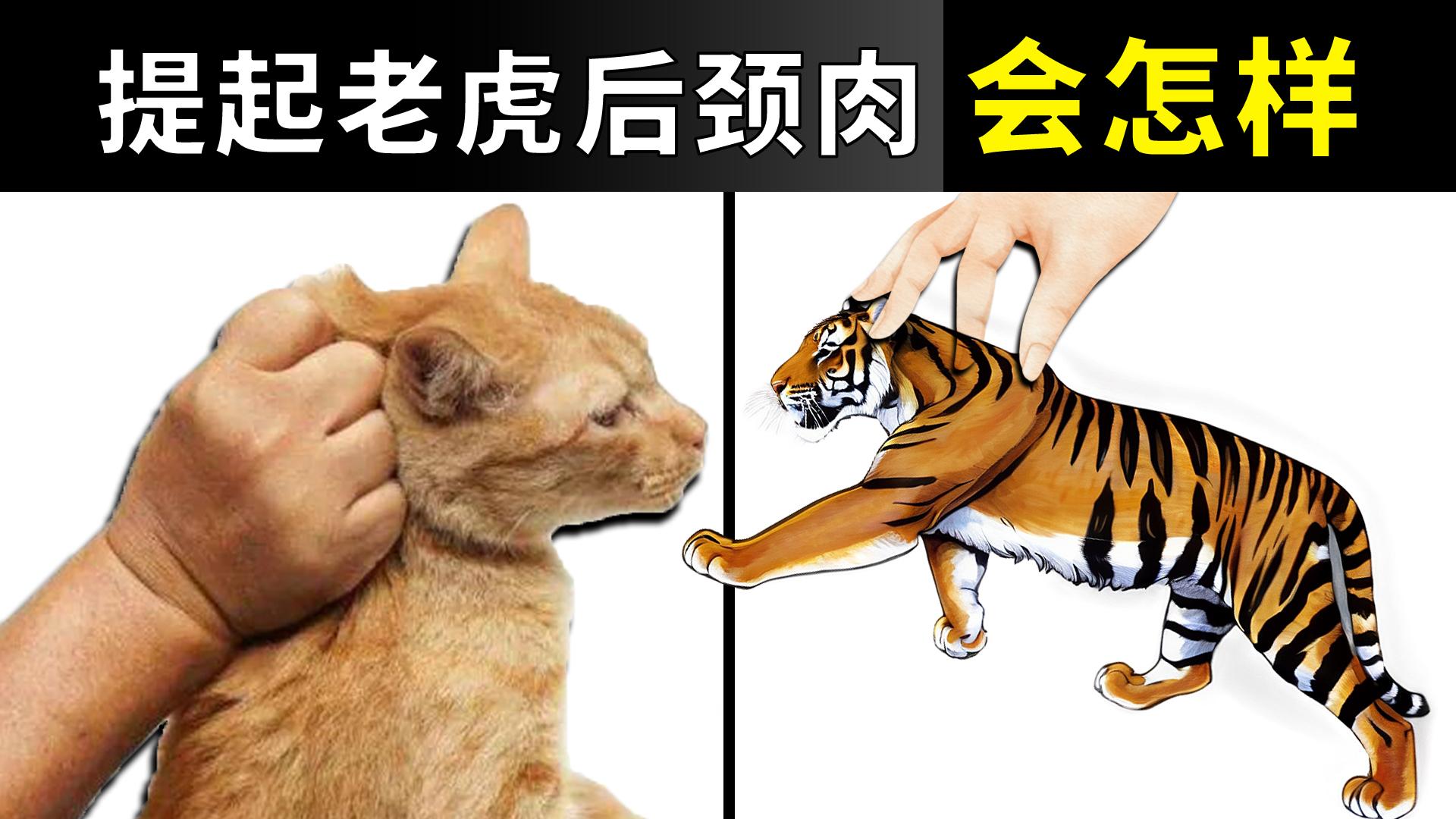 老虎后颈肉弱点 掐住真会变乖吗