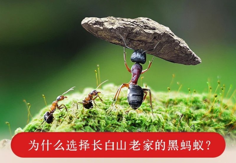 蚂蚁看人是什么感觉？像仰望高山一样吗？...