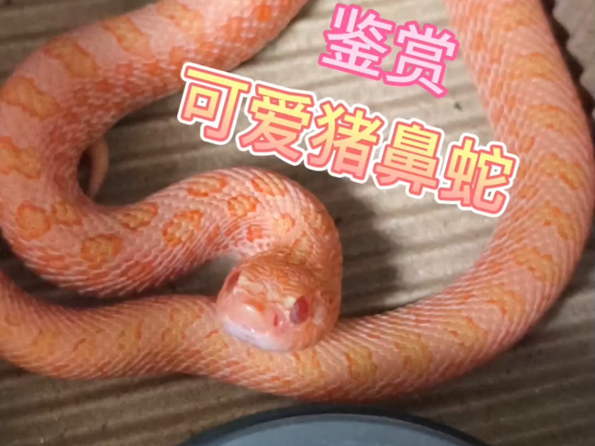 农村老人常说猪是蛇的克星，是真的吗？背后有啥科学道理？