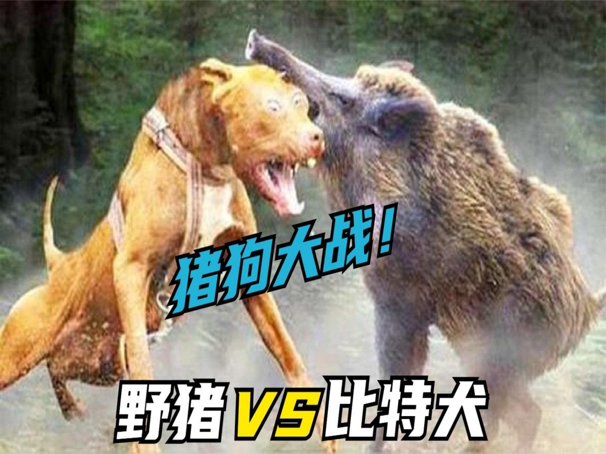 鬣狗和比特犬哪个更厉害？真的有胜负之分吗？