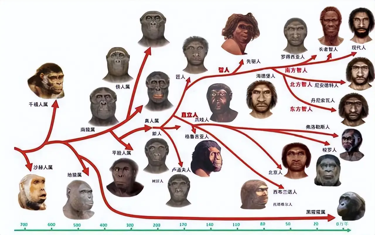 人类是否还在进化？科学家在35%的人手臂中发现了进...