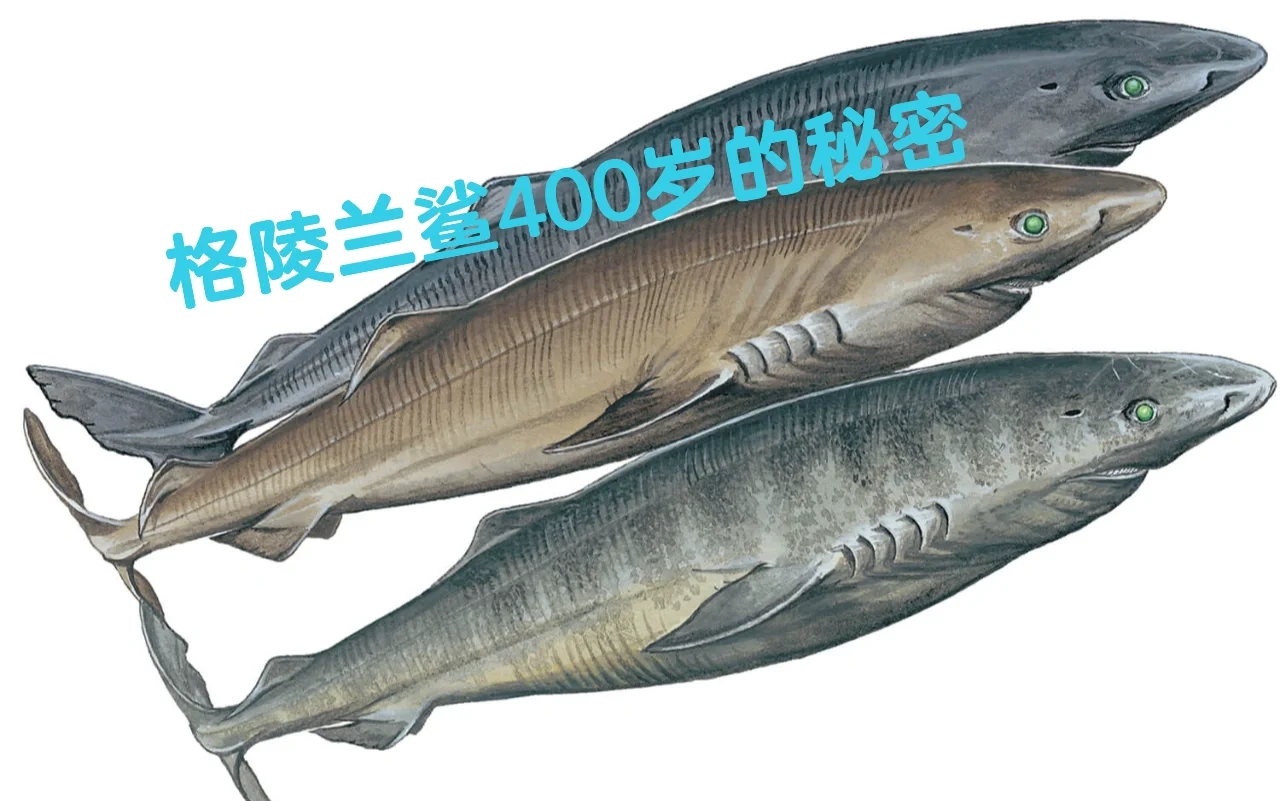 科学家发现明朝时鲨鱼，大西洋深处流浪512年，为何...