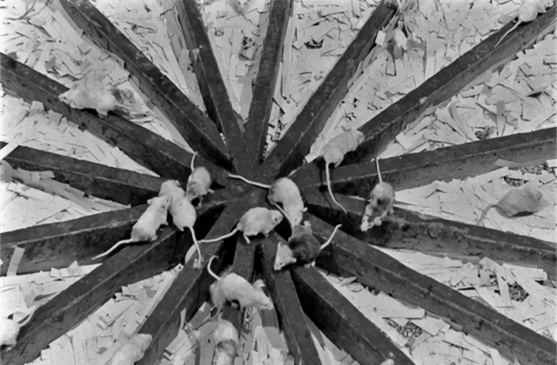 “宇宙-25”中的老鼠,为什么预示了人类灭绝的方式...