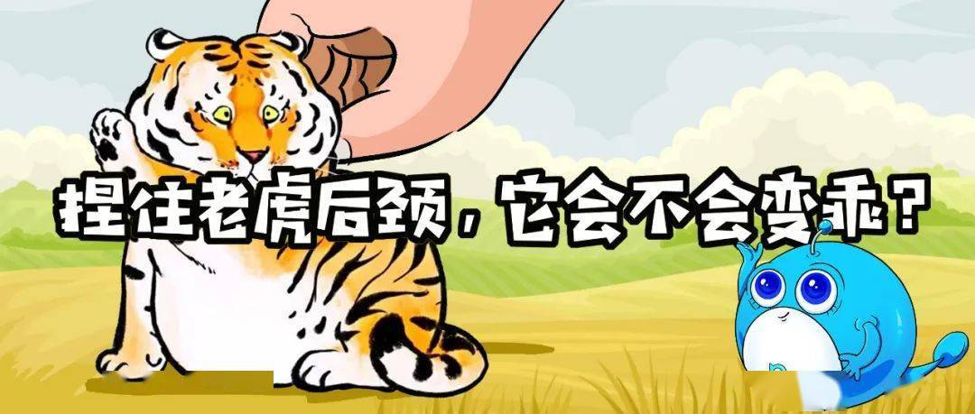 抓住老虎的后颈肉，它会不会像猫一样乖？...
