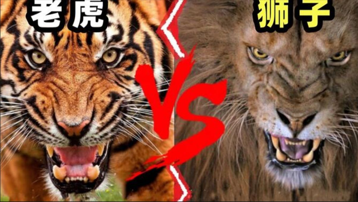 食草动物善于内部争斗，面对捕猎者瑟瑟发抖，本质原因...