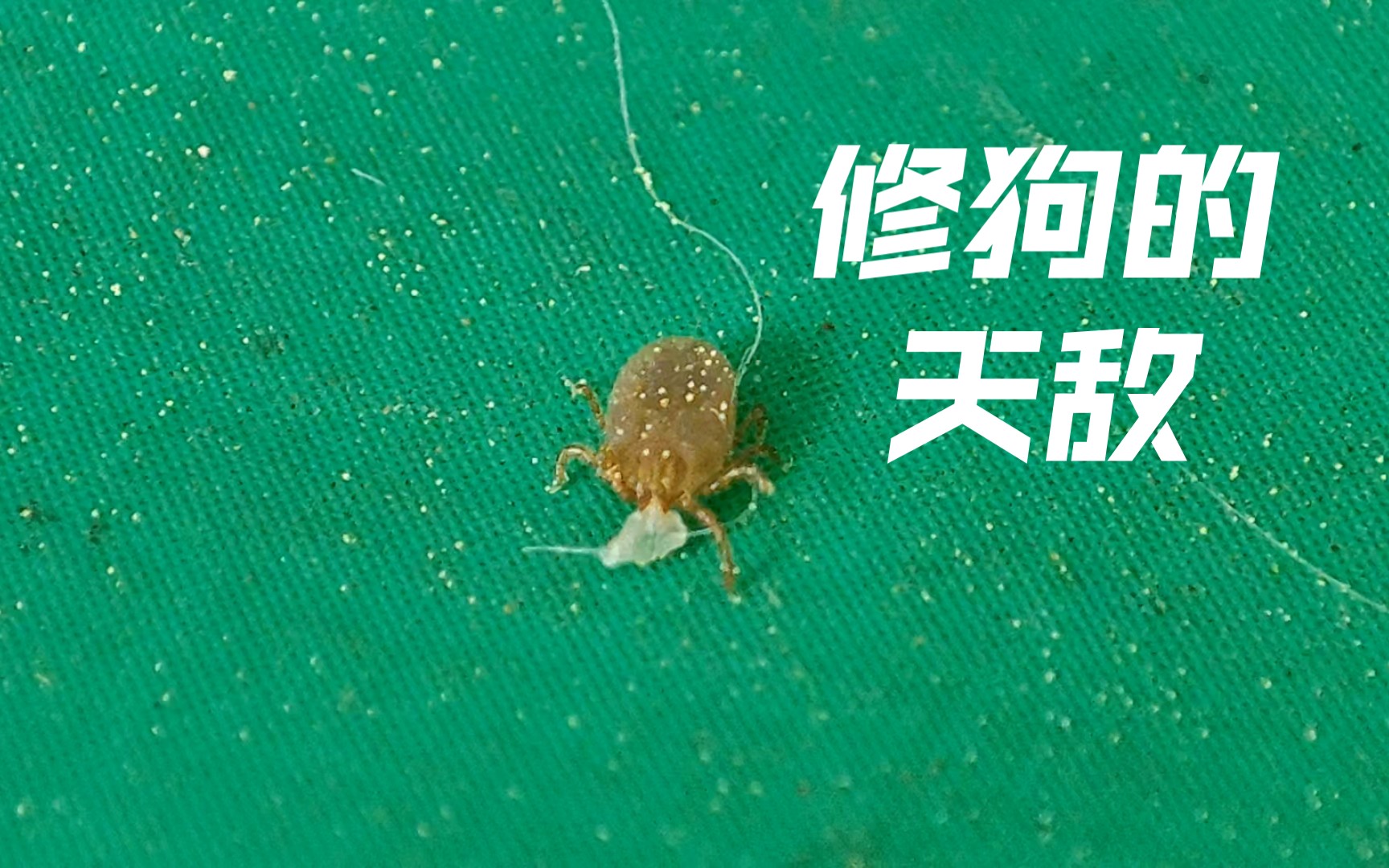 狗身上的蜱虫会爬到人身上吗？这到底有多危险？