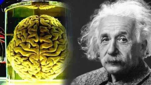偷走爱因斯坦的大脑，切成240块研究50年，到底发...