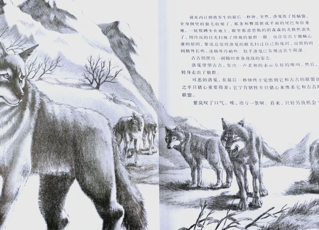 狼王梦和熊的冬眠，你真的了解它们的秘密吗？