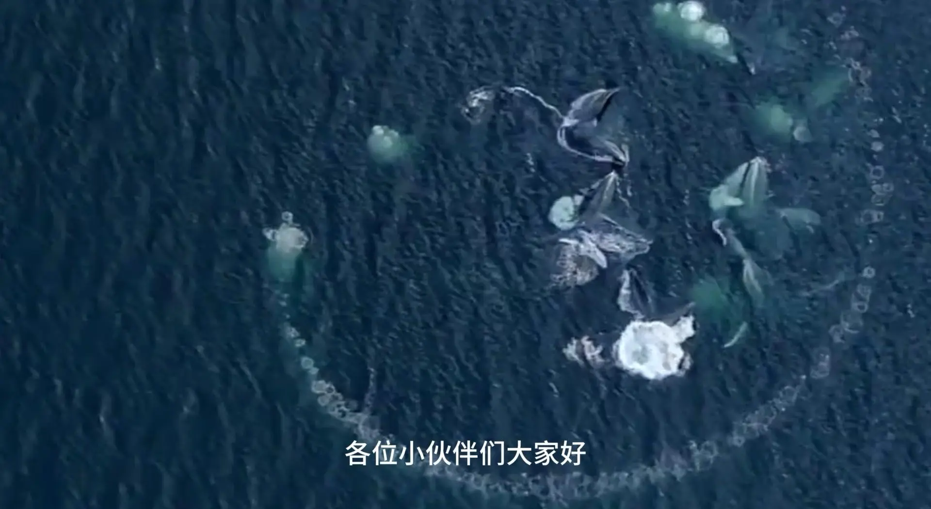 美国男子被座头鲸吞下，40秒后惊险逃生，鲸鱼为何袭...