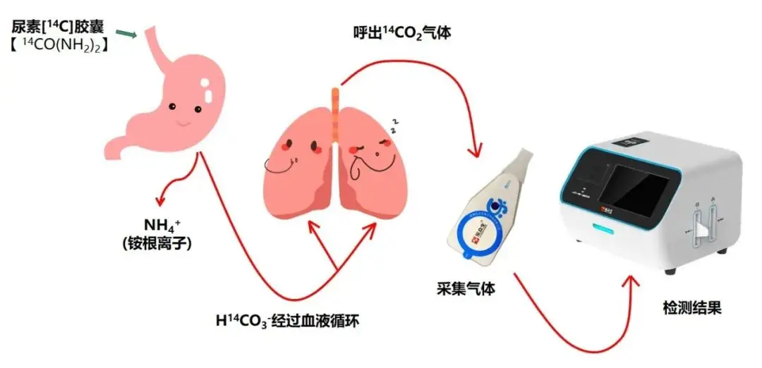 碳-14是咋来的？这种放射性元素是如何进入生物体的...