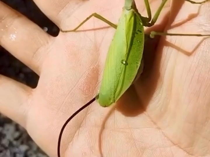 螳螂肚子里有铁线虫，会有什么特征？...