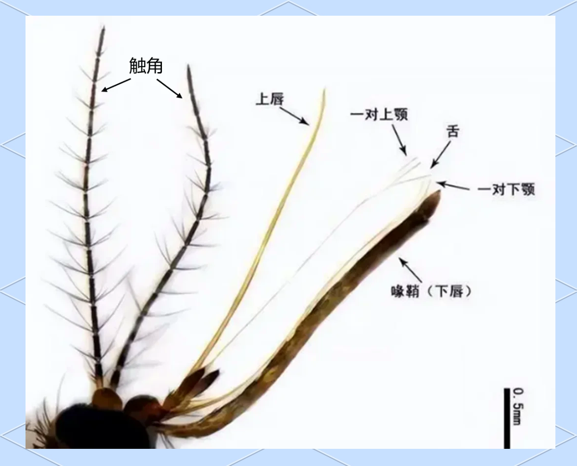 为什么蚊子冒着生命危险，就是为了吸一口血？值得吗？...