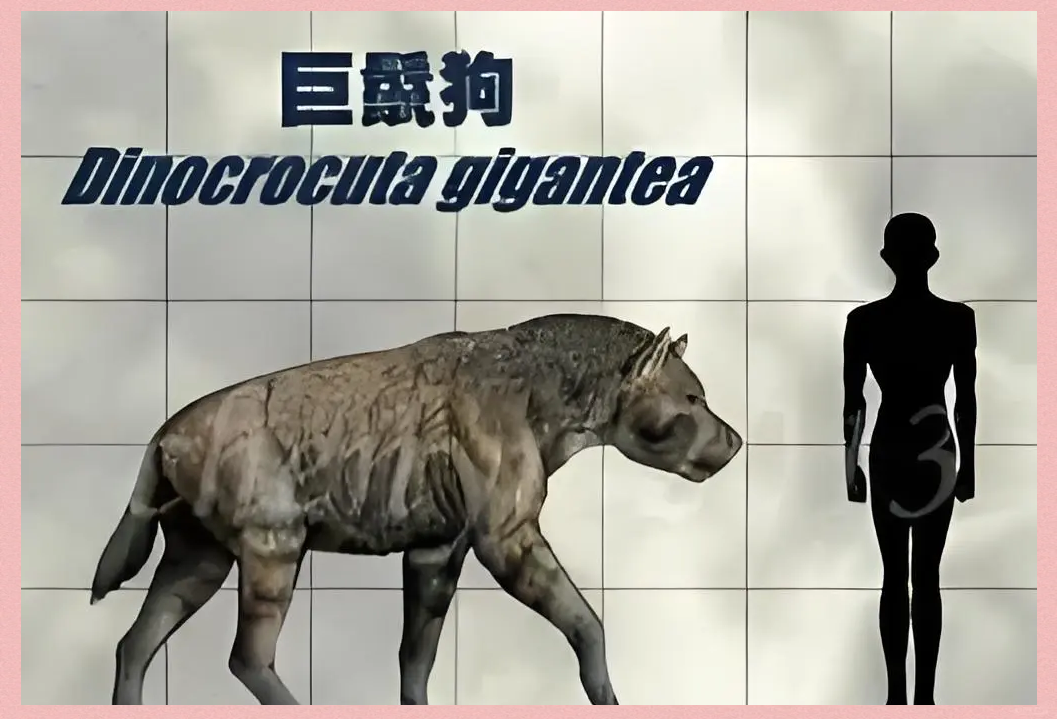 凶猛的鬣狗被当宠物，还被骑着逛街，它们为什么不攻击...