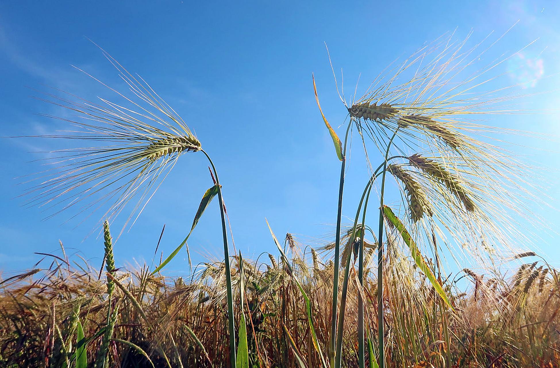 华为麦芒9值得买吗 天玑800手机优缺点分析