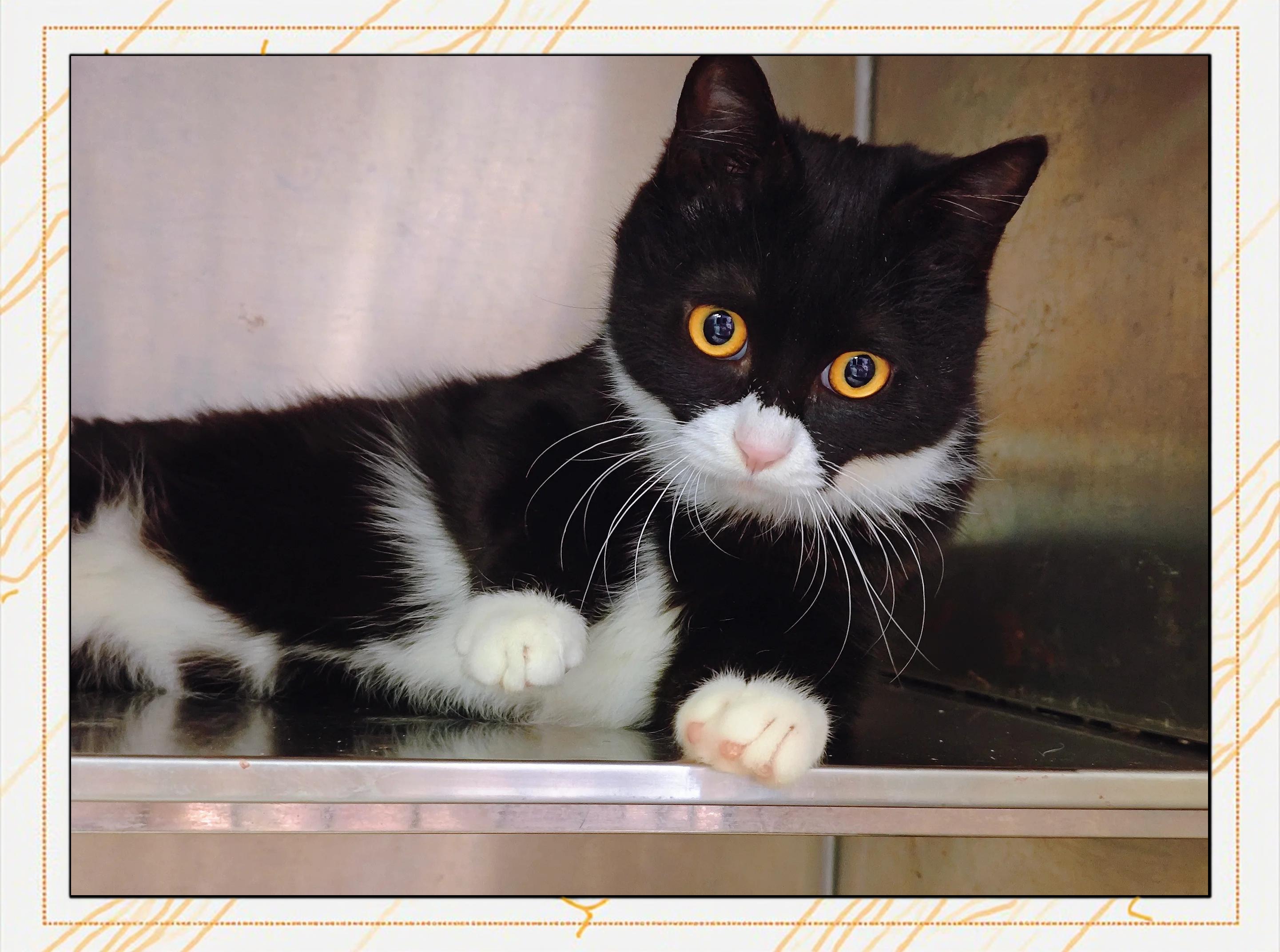 为什么动物粑粑都进化成臭的？无味、香味不行吗？...