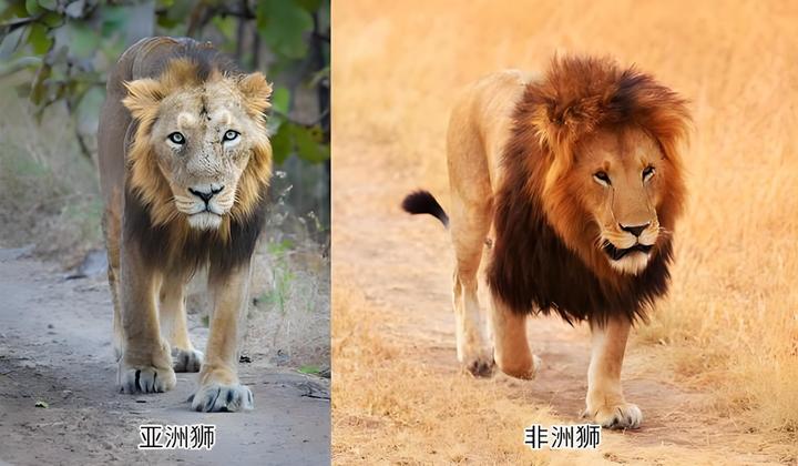 狮子和狮虎兽到底有多大？这些惊人纪录你绝对想不到！